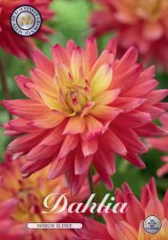 DAALIA 'RAINBOW SILENCE' Dahlia 'Rainbow Silence', juurakko