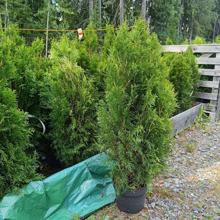 TIMANTTITUIJA Thuja occidentalis 'Smaragd' 60-80 cm Astiataimi 60-80 cm / VAIN NOUTO