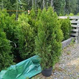 TIMANTTITUIJA Thuja occidentalis 'Smaragd' 60-80 cm