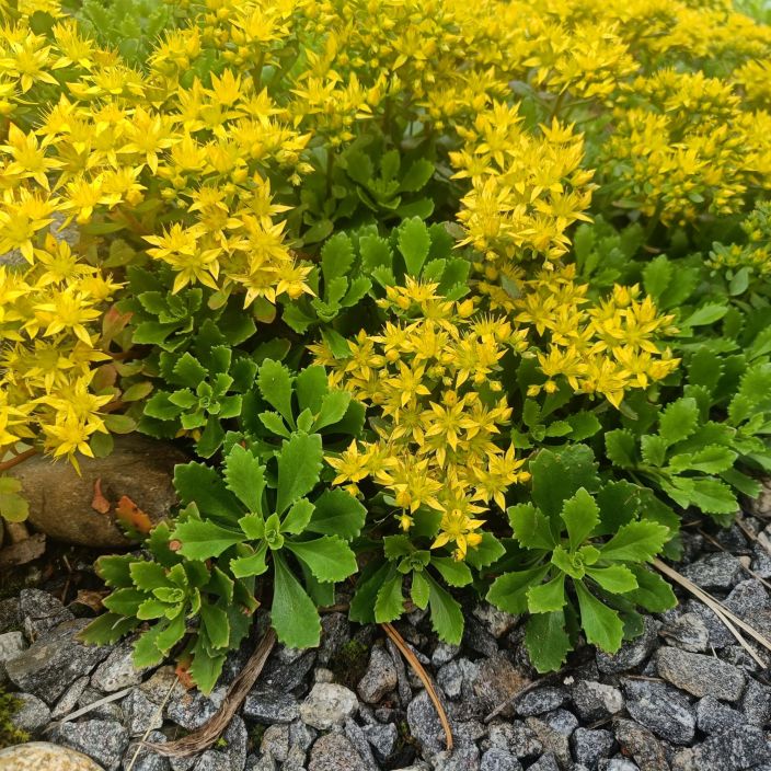 KAMTSATKANMAKSARUOHO Phedimus kamtschaticus (ent. Sedum kamtschaticus) P9 Keltakukkainen maksaruoho