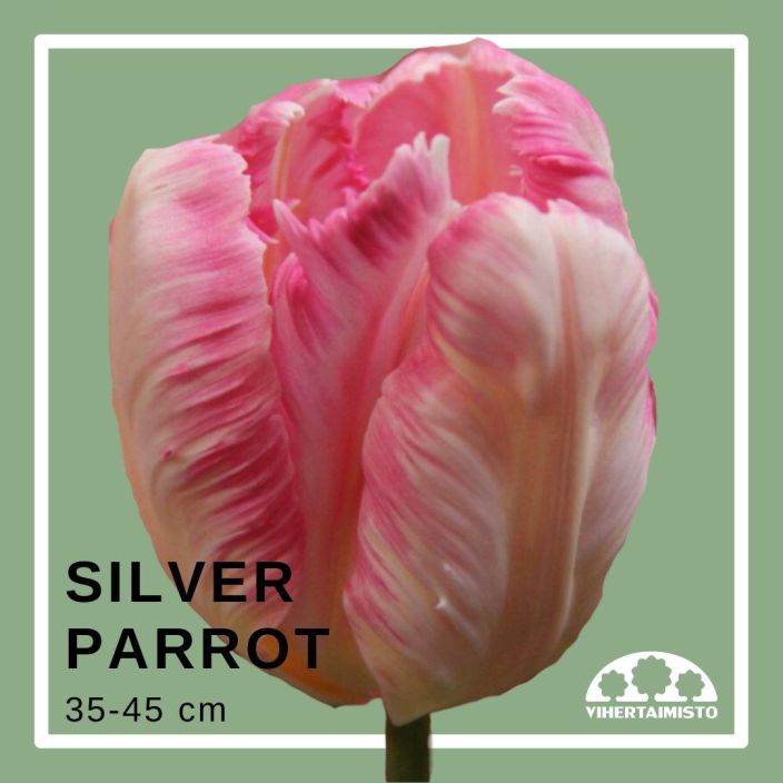 TULPPAANI 'SILVER PARROT' Tulipa 'Silver Parrot' 15 sipulia Vaaleanpunainen papukaijatulppaani / ENNAKKOMYYNTI: toimitus