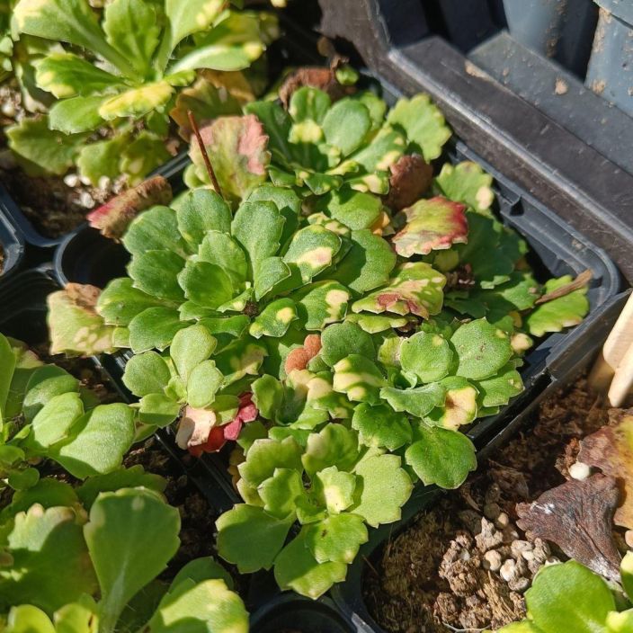 POSLIINIRIKKO 'VARIEGATA' Saxifraga x urbium 'Variegata' P9 Kirjavalehtinen mehikasvi pihan varjoiselle puolelle