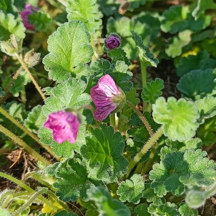 KIVIKKOKURJENNOKKA 'BISHOP'S FORM' Erodium variable 'Bishop's Form' P9 Matala maanpeitekasvi