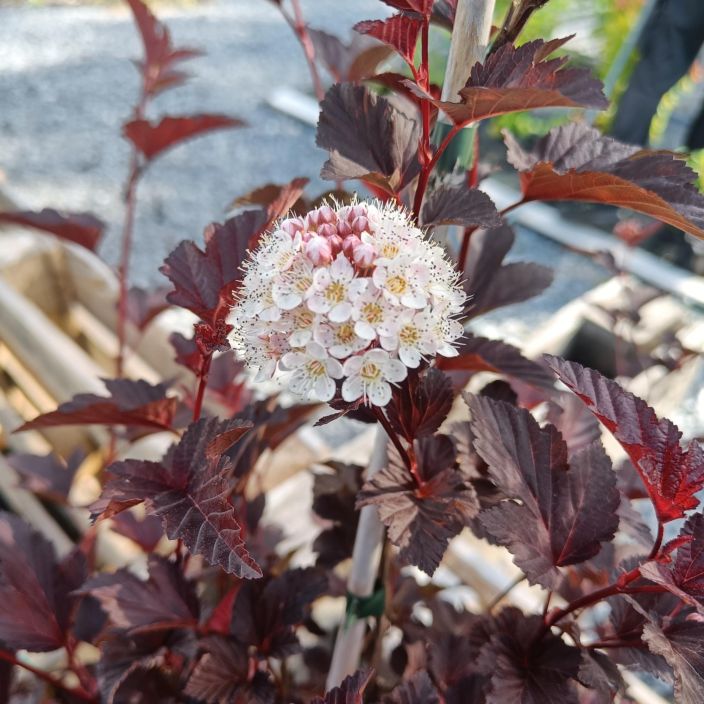 PURPPURAHEISIANGERVO, Physocarpus opulifolius 'Lady In Red' Toimitetaan leikattuna, jos ei muutoin mahdu laatikkoon