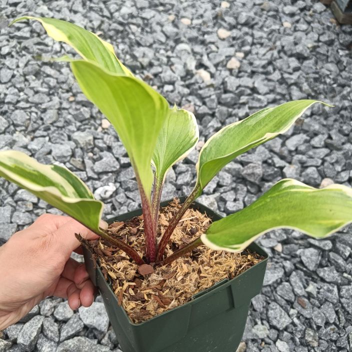 KUUNLILJA 'SORBET' Hosta 'Sorbet' P11 Kuunlilja, jolla pilkukkaasti punertavat varret.