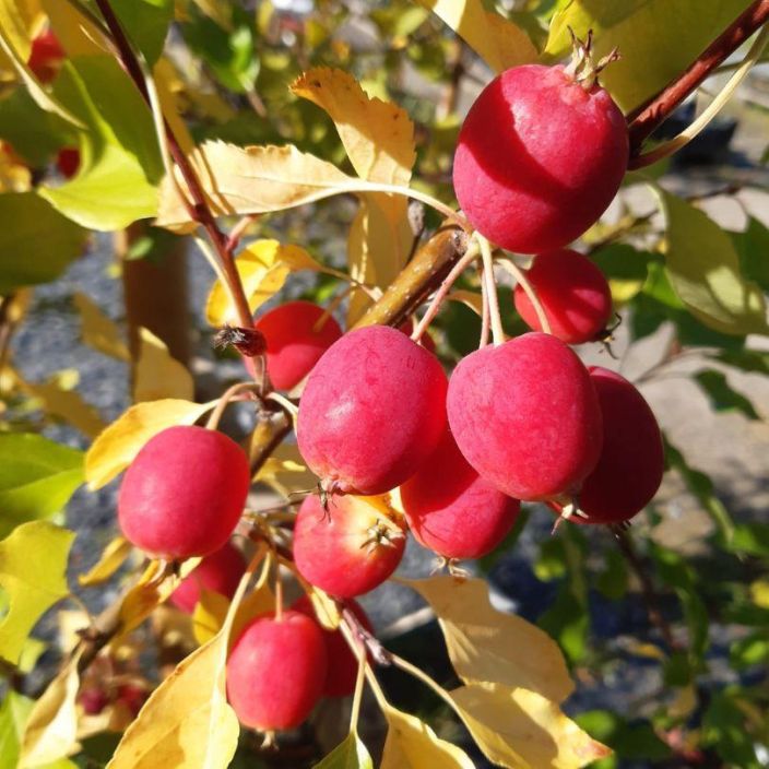 Malus 'Dolgo', paratiisiomenapuu VAIN NOUTO