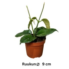 POSLIINIKUKKA Hoya villosa P9