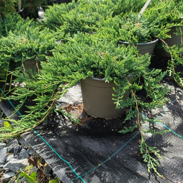 SINILAAKAKATAJA 'WILTONII' Juniperus horizontalis 'Wiltonii' P17 Hyvin matala kataja