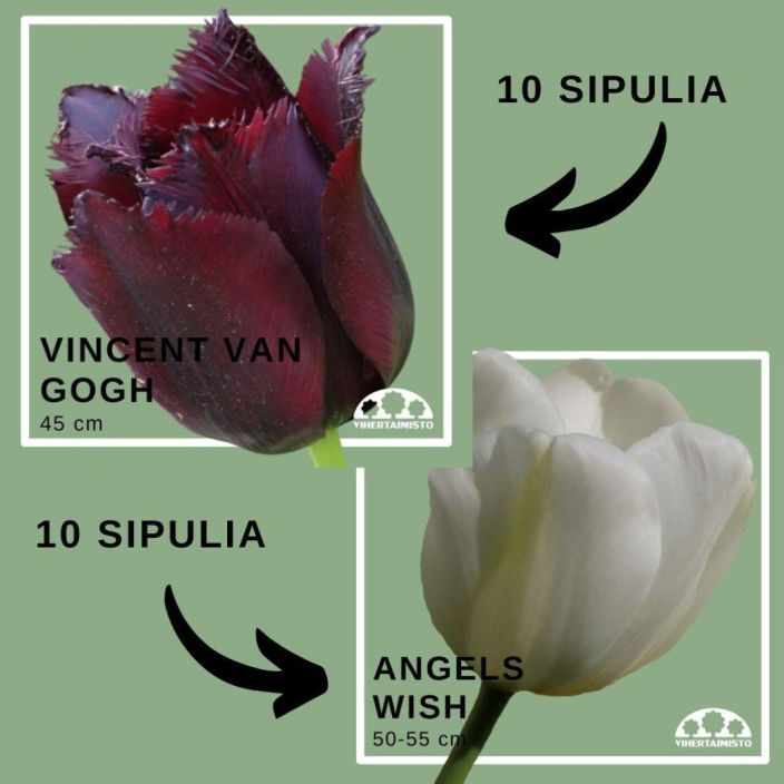 TULPPAANIMIX 'VINCENT VAN GOGH' + 'ANGELS WISH' 20 sipulia 10 x 'Vincent van Gogh' + 10 x 'Angels Wish' / ENNAKKOMYYNTI: