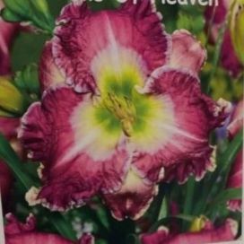 TARHAPÄIVÄNLILJA 'RING THE BELLS OF HEAVEN' Hemerocallis 'Ring The Bells Of Heaven' P11