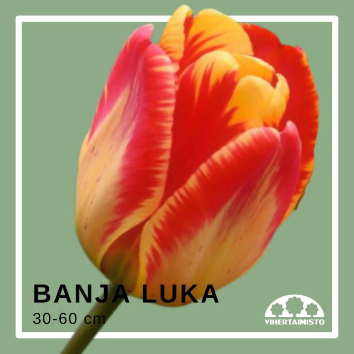 TULPPAANI 'BANJA LUKA' Tulipa 'Banja Luka' 15 sipulia Tulppaani punaoranssin ja keltaisen savyissa / ENNAKKOMYYNTI: toimitus