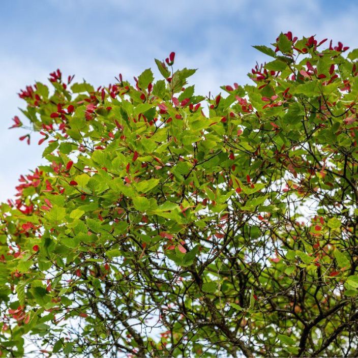 MONGOLIANVAAHTERA, Acer tataricum subsp. ginnala Pienikokoinen, kolmiliuskainen vaahteralajike. Pieni puu tai iso pensas /