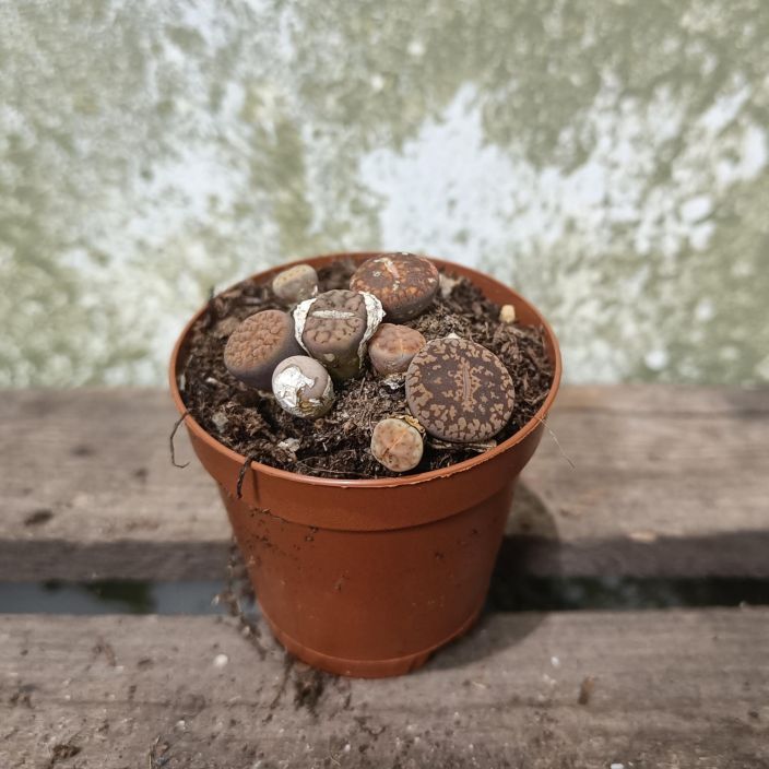 KIVIKUKKA Lithops mix P5,5 Mehikasvi, joka nayttaa kivelta