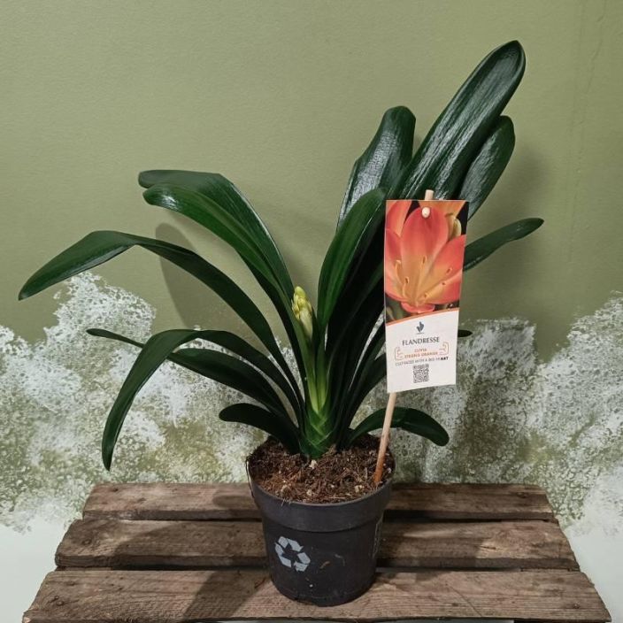 KLIIVIA / PUNASARJA Clivia miniata P13 Oranssikukkainen kliivia