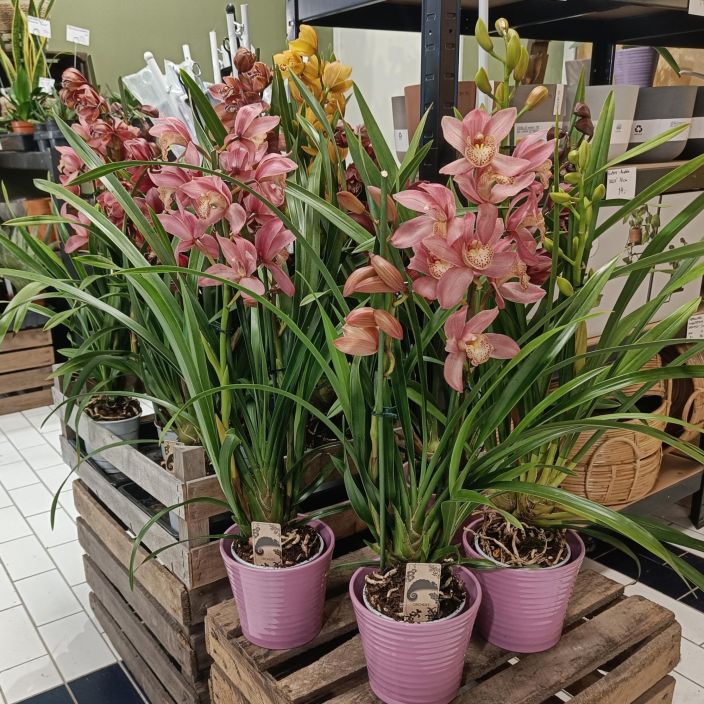 KYMBIDI (Orkidea) Cymbidium mix P12 Varimix erilaisia kymbidi-orkideoja / VAIN NOUTO!