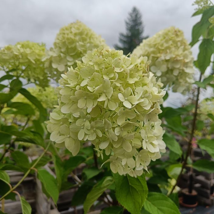 SYYSHORTENSIA 'LIMELIGHT' Hydrangea paniculata 'Limelight' runko 120 cm Komeasti loppukesasta ja alkusyksysta kukkiva SYYSHORTENSIA 'LIMELIGHT' Hydrangea paniculata 'Limelight' runko 120 cm Komeasti loppukesasta ja alkusyksysta kukkiva
