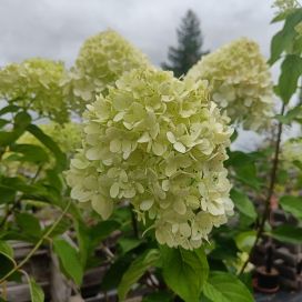 SYYSHORTENSIA 'LIMELIGHT' Hydrangea paniculata 'Limelight' runko 120 cm