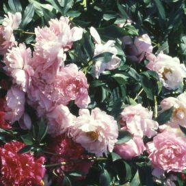 KIINANPIONI 'SARAH BERNHARDT' Paeonia lactiflora 'Sarah Bernhardt' P12,5