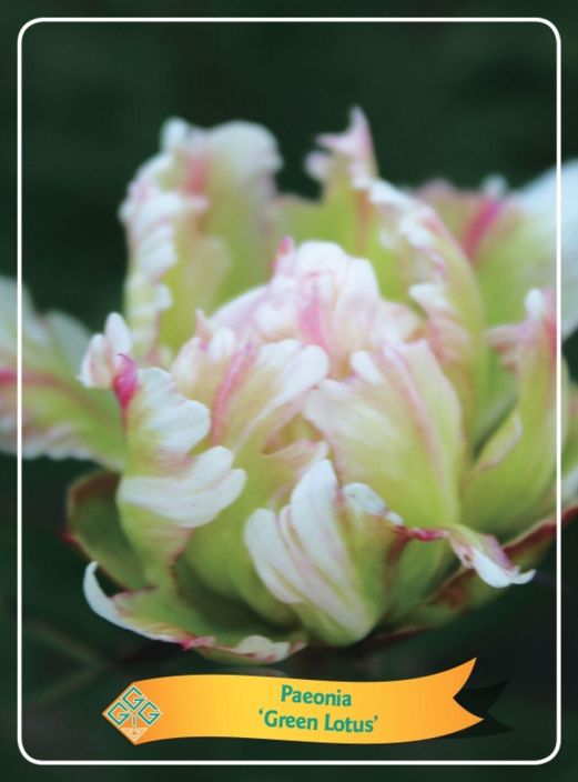 KIINANPIONI 'GREEN LOTUS' Paeonia lactiflora 'Green Lotus' P11 Vihertavakukkainen pioni, jonka teralehdissa on haivahdys