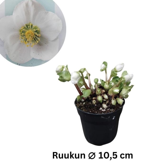 JOULURUUSU 'VERBOOM BEAUTY' Helleborus niger 'Verboom Beauty' P10,5 Lehdettomana kukkiva, valkokukkainen jouluruusu