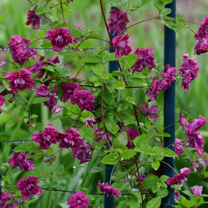 Clematis viticella 'Purpurea Plena Elegans', tarhaviinikarho VAIN NOUTO