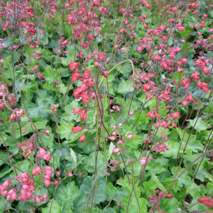 KORALLIKEIJUNKUKKA 'SPLENDENS' Heuchera sanguinea 'Splendens' P10 Vihrealehtinen keijunkukka