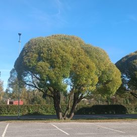 TERIJOENSALAVA Salix fragilis 'Bullata' 150-250 cm