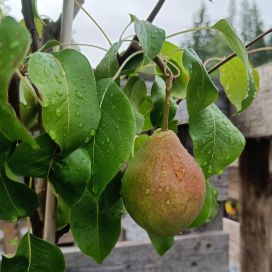 PÄÄRYNÄ 'LADA' Pyrus communis 'Lada'