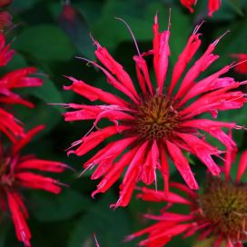 PUNAVÄRIMINTTU Monarda didyma P10