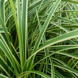 JAPANINSARA 'ICE DANCE' Carex morrowii 'Ice Dance' P10,5