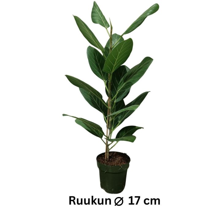 BANIANIVIIKUNA 'AUDREY' Ficus benghalensis 'Audrey' P17 Helppohoitoinen huonekasvi / VAIN NOUTO BANIANIVIIKUNA 'AUDREY' Ficus benghalensis 'Audrey' P17 Helppohoitoinen huonekasvi / VAIN NOUTO