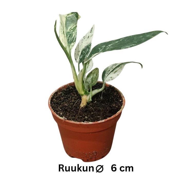 NEULAVEHKA 'Variegata' Rhaphidophora puberula 'Variegata' P6 Kirjavalehtinen neulavehka
