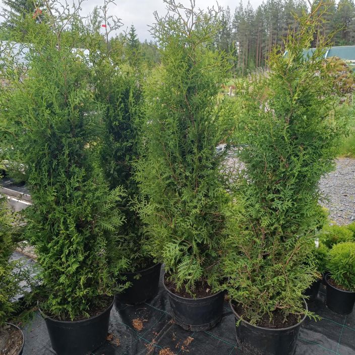 KARTIOTUIJA 'BRABANT' Thuja occidentalis 'Brabant' 140-160 cm paakku Ruukutettu paakkutaimi/ VAIN NOUTO