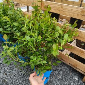 TARHAPENSASMUSTIKKA 'ALVAR®' Vaccinium angustifolium-r. 'Alvar'®