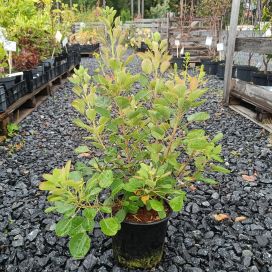 PERUUKKIPENSAS 'YOUNG LADY' Cotinus coggygria 'Young Lady' P19