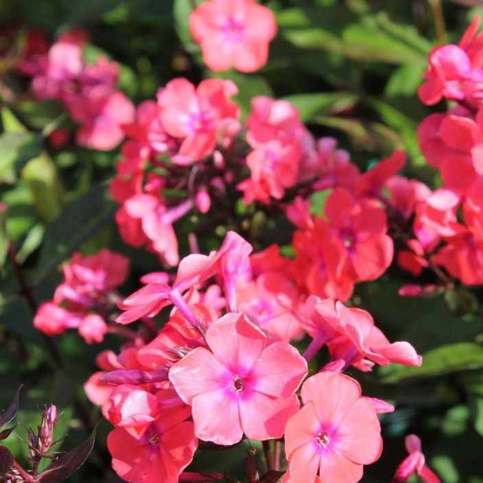 SYYSLEIMU 'SPITFIRE' Phlox paniculata 'Spitfire' P10 ENNAKKO! TOIMITUS 6.5. ALKAEN. Leiskuvanpunaisena kukkiva,