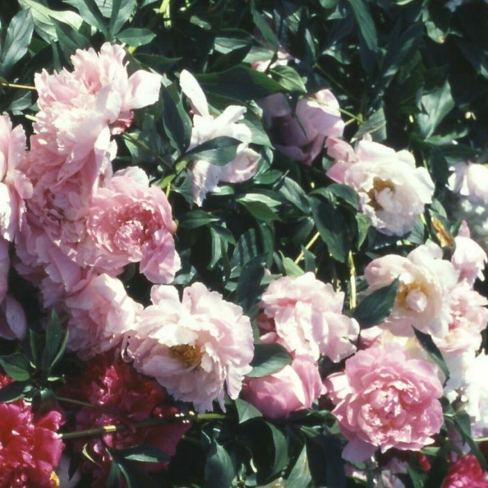 Paeonia lactiflora 'Sarah Bernhardt', Kiinanpioni
