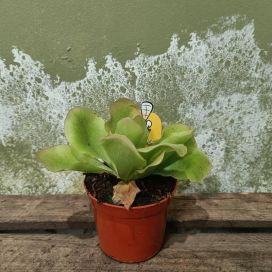 YÖKÖNLEHTI 'GUATEMALA' Pinguicula 'Guatemala' P8,5