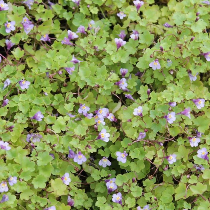 RAUNIOKILKKA Cymbalaria muralis P10 Maanpeittoperenna, joka kukkii pienin, vaaleanlilanpunaisin kukin