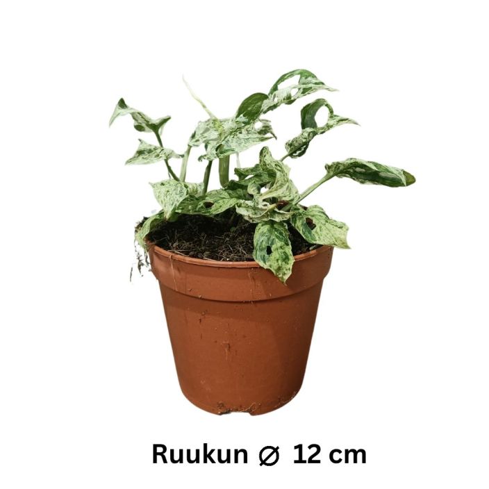 AARNIPEIKONLEHTI 'FROZEN FRECKLES' Monstera adansonii 'Frozen Freckles' P12 TULOSSA 10.2. / Kirjavalehtinen aarnipeikonlehti