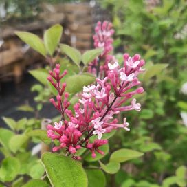 PIKKUSYREENI 'TINKERBELLE' Syringa meyeri 'Tinkerbelle' runko 100 cm