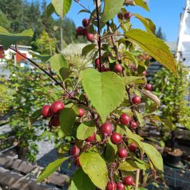 KORISTEOMENA 'HOPA' Malus 'Hopa' 150-250 cm