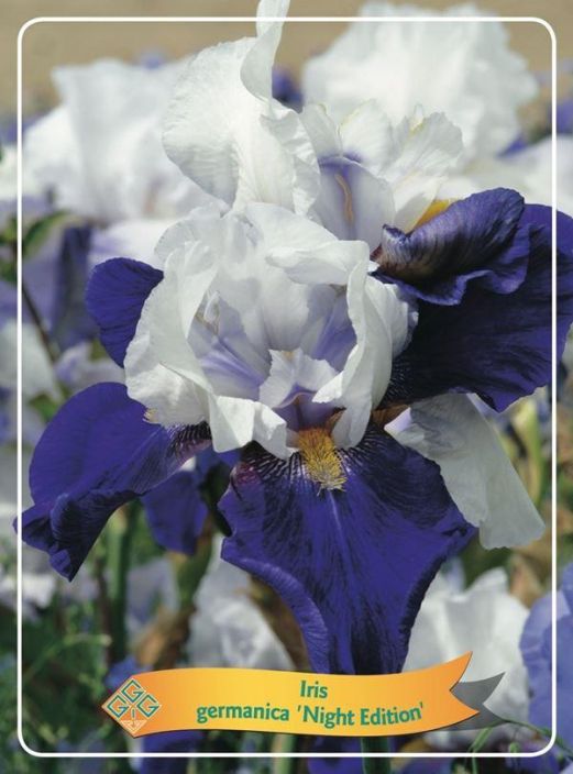 SAKSANKURJENMIEKKA 'NIGHT EDITION' Iris germanica 'Night Edition' P11 ENNAKKO! TOIMITUS 29.4. ALKAEN.