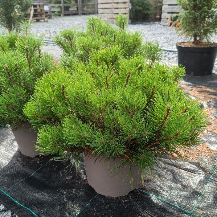 VUORIMANTY Pinus mugo 40-50 cm astiataimi 40-50 cm / VAIN NOUTO