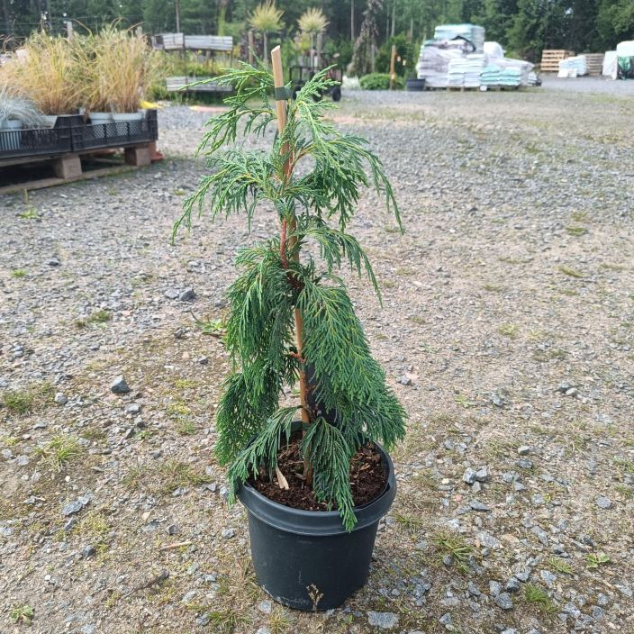 RIIPPANUTKANSYPRESSI Chamaecyparis nootkaensis 'Pendula' 45 cm Vahan erikoisempi havu kokeilijalle / VAIN NOUTO