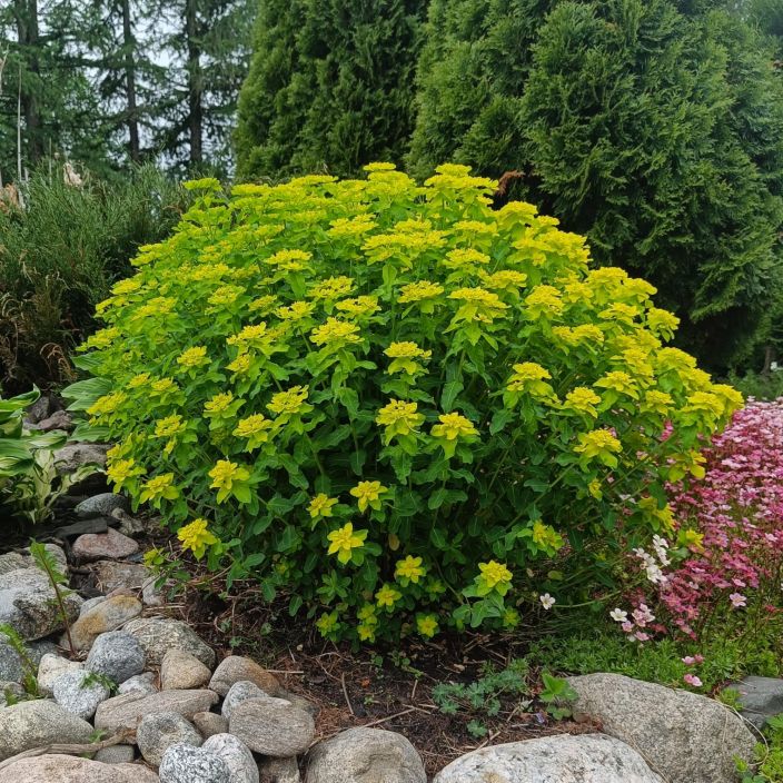 KULTATYRAKKI Euphorbia polychroma P10 Raikkaanvarinen tyrakkikasvi KULTATYRAKKI Euphorbia polychroma P10 Raikkaanvarinen tyrakkikasvi