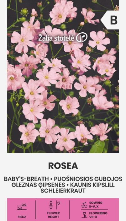 Morsiusharso 'Rosea' Harsonakin tunnettu, hentokasvuinen perenna Morsiusharso 'Rosea' Harsonakin tunnettu, hentokasvuinen perenna