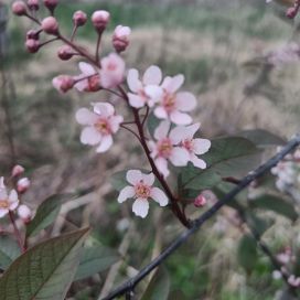 PURPPURATUOMI Prunus padus 'Colorata' 150-250 cm
