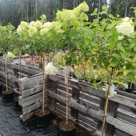 SYYSHORTENSIA 'LIMELIGHT' Hydrangea paniculata 'Limelight' runko 90 cm