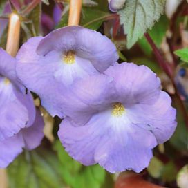 MUSTANMERENRUUSU VAALEANLILA Achimenes 10 kpl KÄPYJÄ